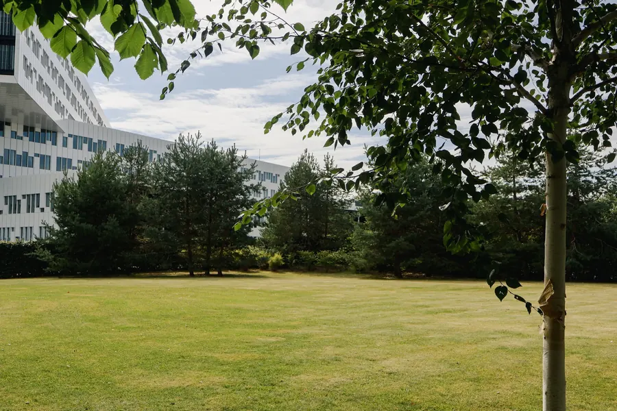 The garden